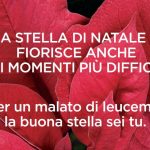 Campagna Stelle di Natale AIL 6-7-8 Dicembre 2024