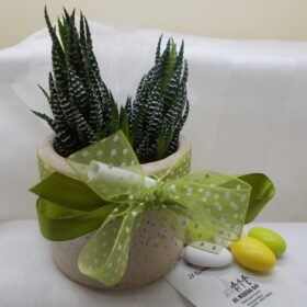 cod.VSAL023 Porta piantina-porta oggetti in terracotta - dm8cm - h.7,5